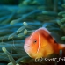 anemonefish_pink_bs_h_0705_png508.jpg